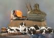 Willow x Woody litter @ 4.5 weeks