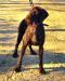 The sire GUNNY is built different problem solving smart, solid bird dog, great with sheds and blood tracking and is currently learning driven hunting for pigs