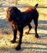 The sire GUNNY