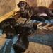 Sitka "mom' and PUPS