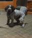 Blue collar Boy 7 weeks old, microchiped and has his first vaccines and de-worming. Is A.K.C registered too.