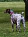Dam is a AKC Champion and Master Hunter. Earned championship at 13 mths old. Outstanding pedigree.