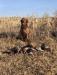 Cash Pheasant Hunting South Dakota