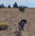 briar on a retrieve