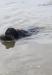 Raven on a water retrieve