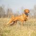 Nosam Vizsla "Honor"