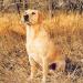 FC AFC Nitro sire of the litter