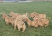 Nitro x Molly puppies