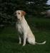 Sire Field Champion Finn