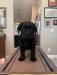 Show quality male available with drive
