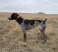 Wranglers Crosswind Koda