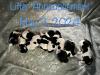 8 puppy litter born May 3, 2024
