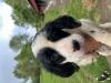 This is Rosie