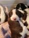 Male puppies in both colors are available