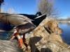 Beau (CPR SHR Beau Of High Regard) duck hunting.