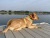Beau (CPR SHR Beau Of High Regard) ready for water and dock training.