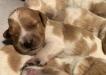Orange/white (roan) and clear coats in litter