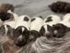 Newborn Griffs