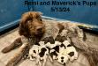Remi’s Pups