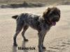 Mav