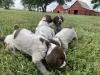 Previous litter