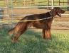 Tucker  sire