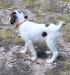 Multiple pictures and pedigrees available upon request. 