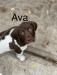 The gem of the litter! She is going to make a fine hunting partner or do great with speed and agility!