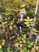 Floyd retrieving grouse