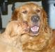 Pups available June 16, 2024