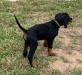 Lime 8 wks