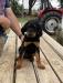 Yellow collar 8 wks