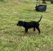 Yellow collar 8 wks