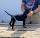 Black collar 8 wks