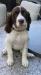 This adorable female French Spaniel puppy is active and affectionate. She loves to play and is often seen joyfully jumping on feathers. Her easy-to-train nature makes her a perfect addition to any family.