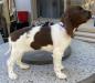 Beautiful male, calm and curious, confident in new situations.