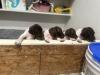Available Puppies at 4 weeks old