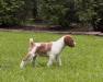 Kristen - Orange/White Champion Sired Female