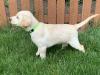 One of the pups scenting a live bird at 7 weeks old.