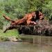 Sire of the litter - Lish’s Red River Monster SH TKI VHMA VSWE DJ “Scotch”