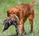 Sire of the litter - Lish’s Red River Monster SH TKI VHMA VSWE DJ “Scotch”