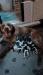 Ripley with her newborn litter