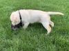 One of the pups on live birds at 5 1/2 weeks.