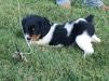 Dottie (Not Available)