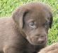 Five week old female