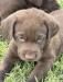 Five week old female