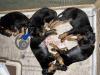 5 GUNDOG pointer Gordon Setter puppies strong Champ background , AKC 