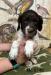 Mc 8746
Liver & white p/t male