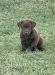 6 week old female