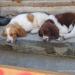 Two male Brittany's. They have had their first and second vaccinations. They both point the wing. They are ready to go home.